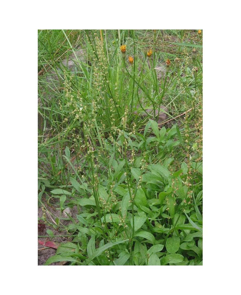 Acederilla
