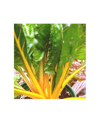 Acelga color amarillo