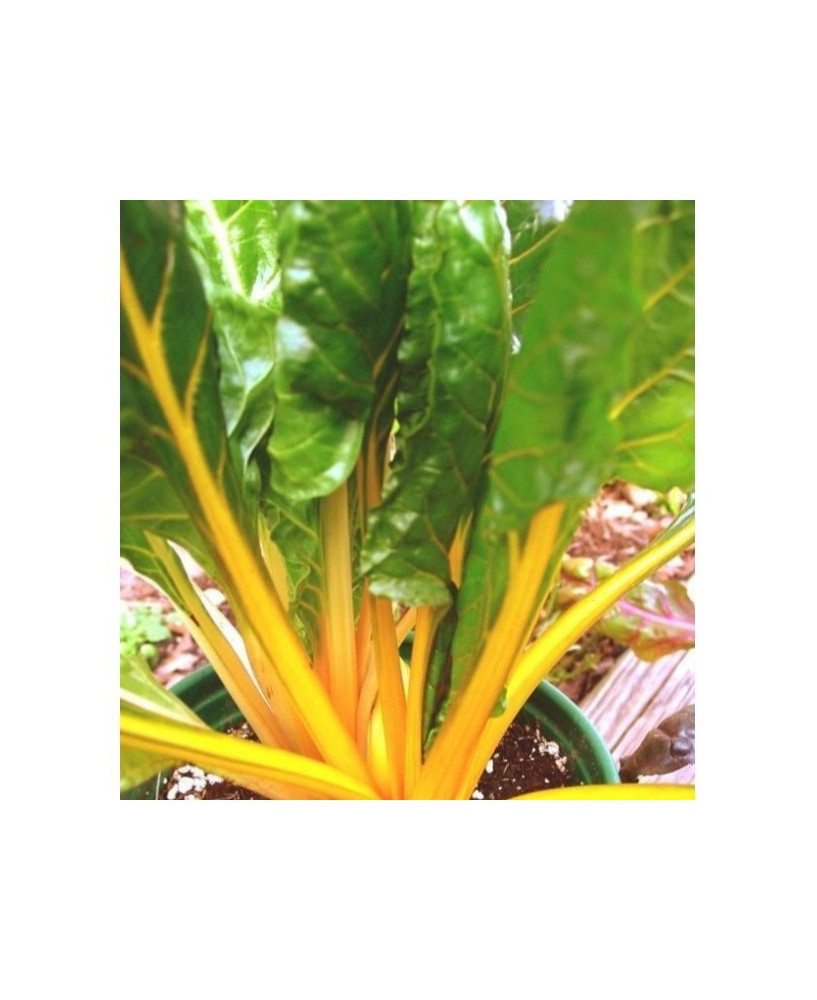 Acelga color amarillo