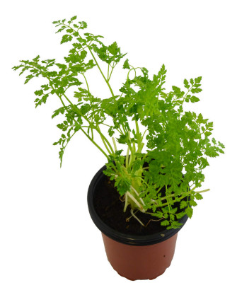 Perifollo