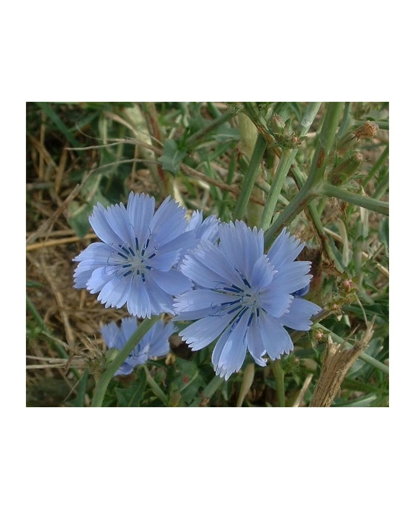 Achicoria