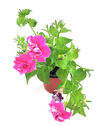 Petunia multicolor