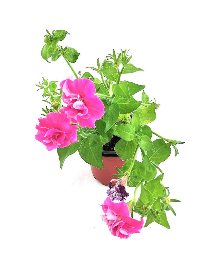 Petunia multicolor