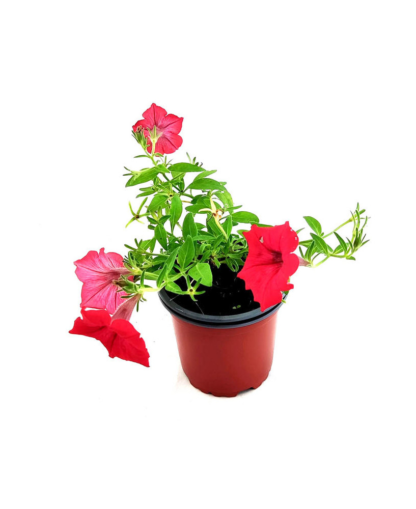 Petunia surfinia roja