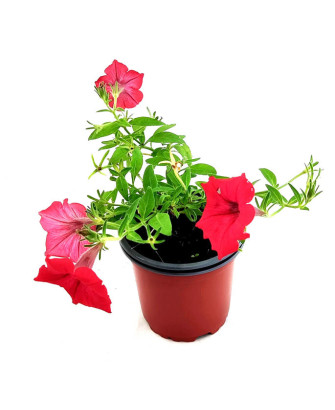 Petunia surfinia roja