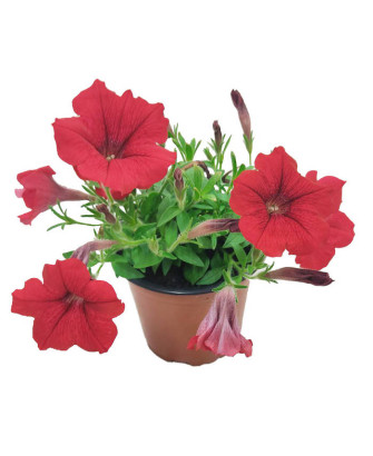 Petunia roja