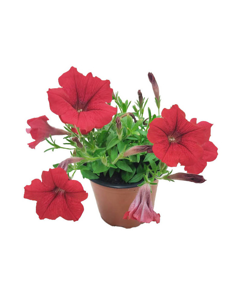Petunia roja