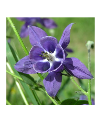 Aguileña común