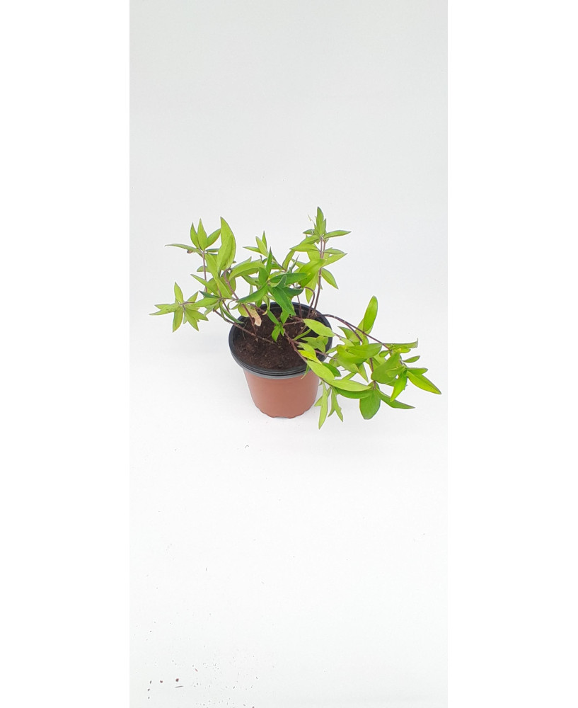 Phlox flor perenne fragante