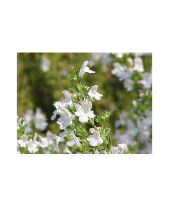 Ajedrea perenne