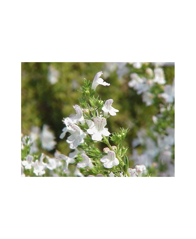 Ajedrea perenne