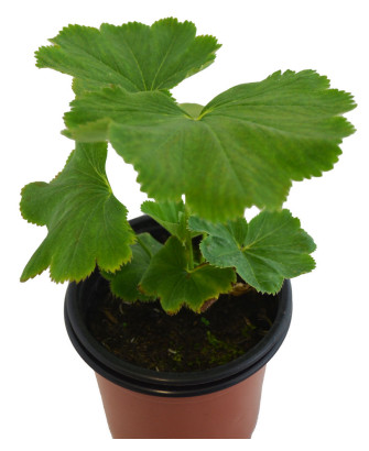 Pie de león vulgaris