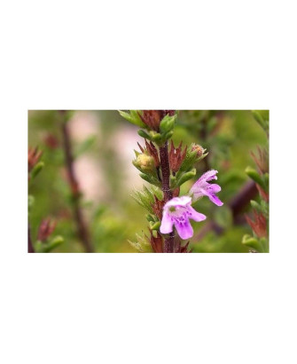 Ajedrea silvestre