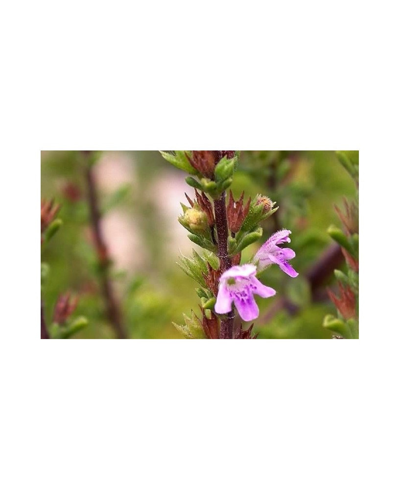Ajedrea silvestre