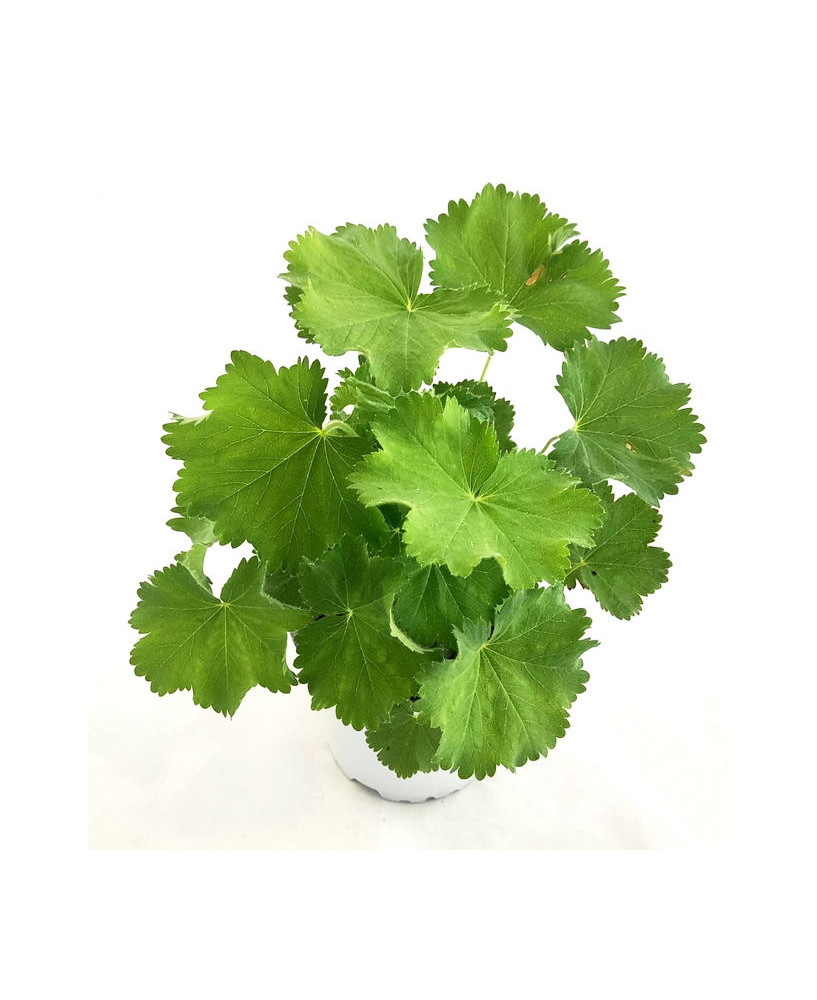 Pie de león mollis