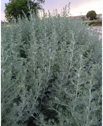 Artemisia absinthum (Ajenjo)
