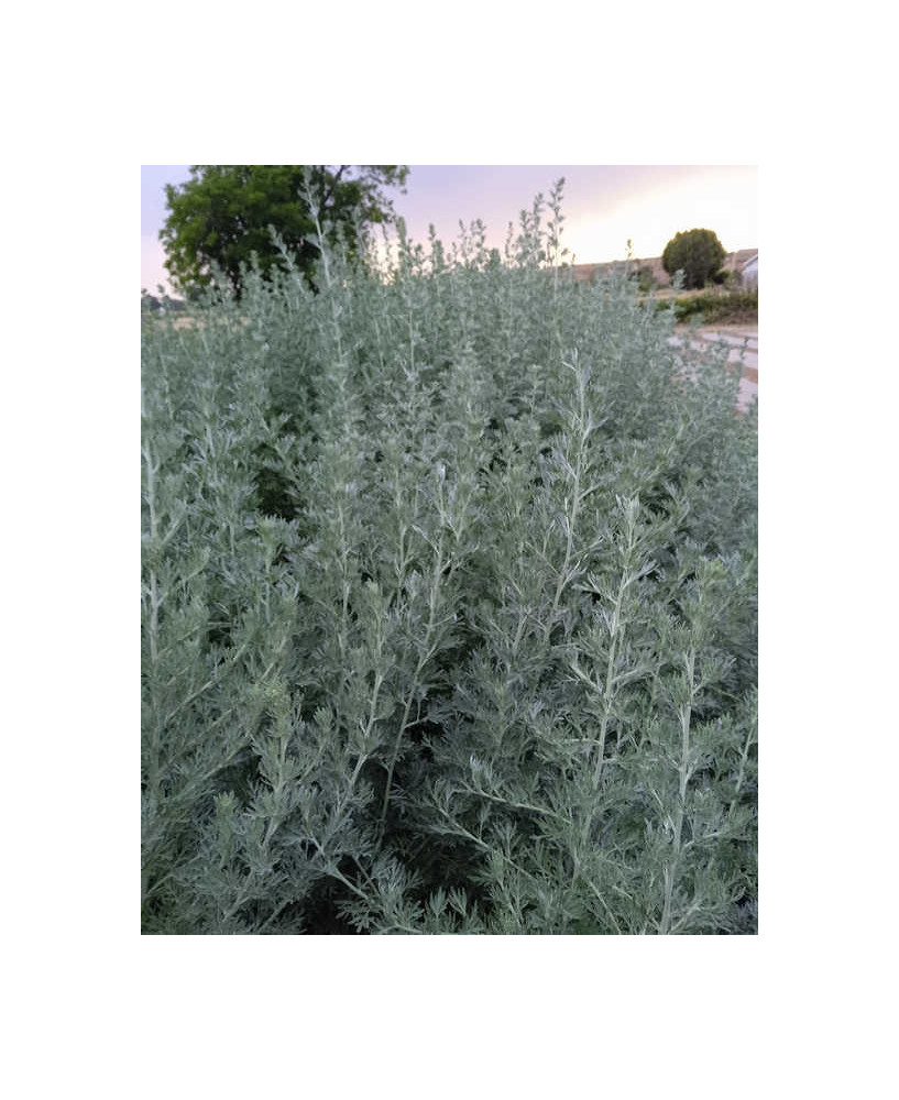 Artemisia absinthum (Ajenjo)