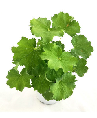 Pie de león mollis