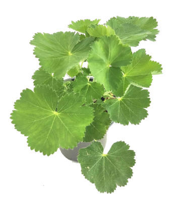 Pie de león xanthochlora