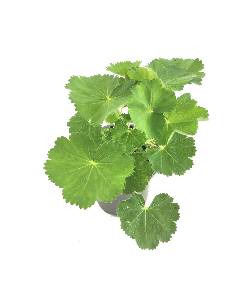 Pie de león xanthochlora