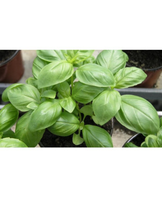 Albahaca pesto