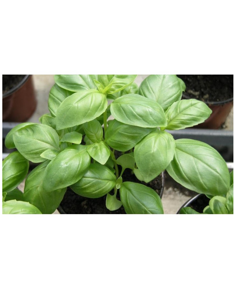 Albahaca pesto