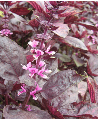Albahaca morada