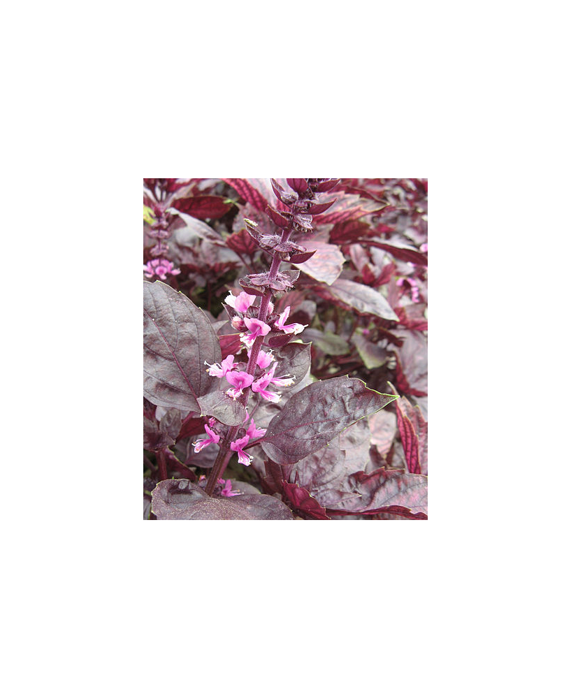 Albahaca morada