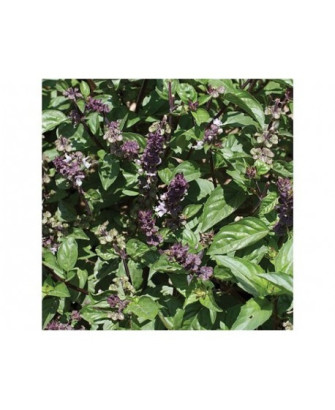 Albahaca sabor regaliz