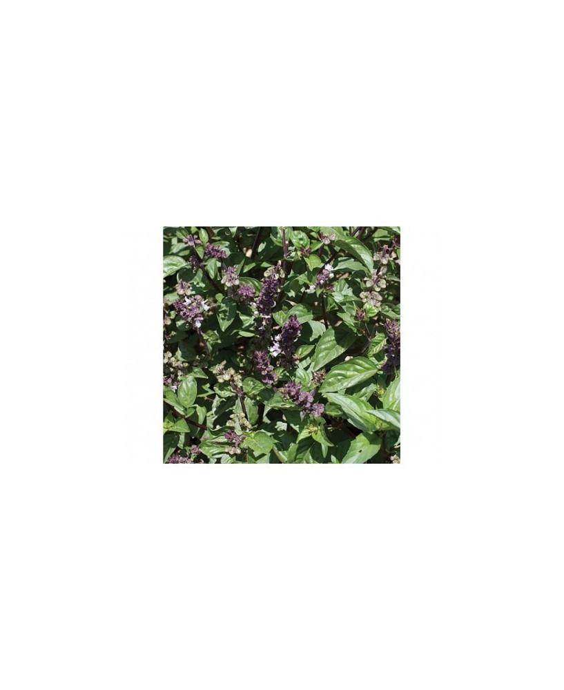 Albahaca sabor regaliz