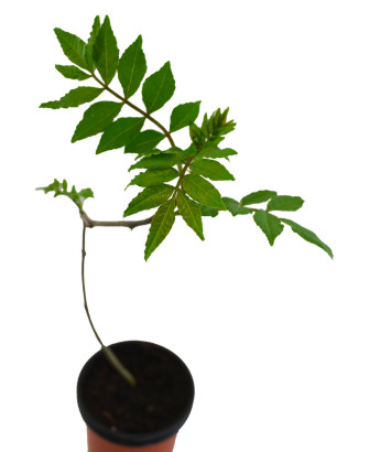 Pimienta de Sichuan