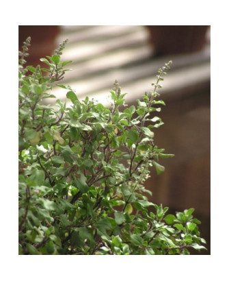 Albahaca Tailandesa