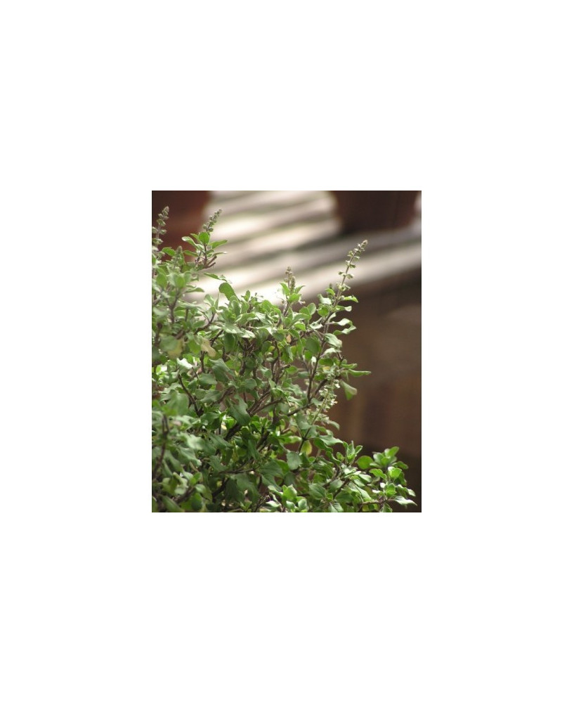 Albahaca Tailandesa