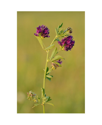 Alfalfa