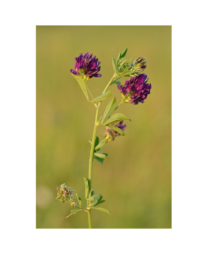 Alfalfa