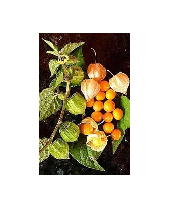 Alquequenje fruto naranja