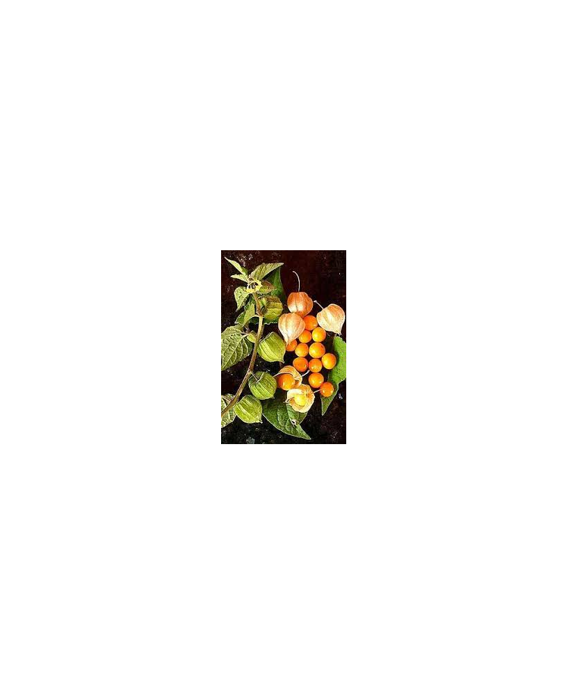 Alquequenje fruto naranja