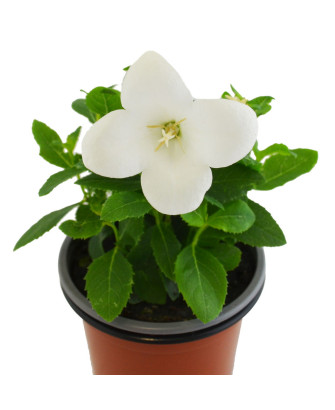 Platycodon blanco