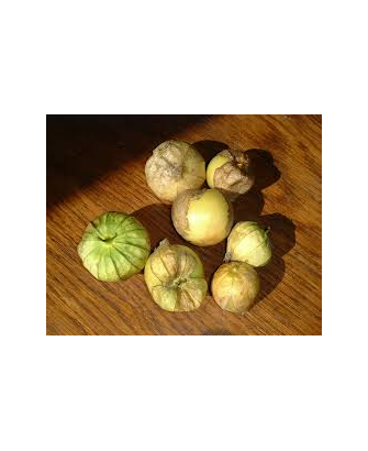 Alquequenje Tomatillo