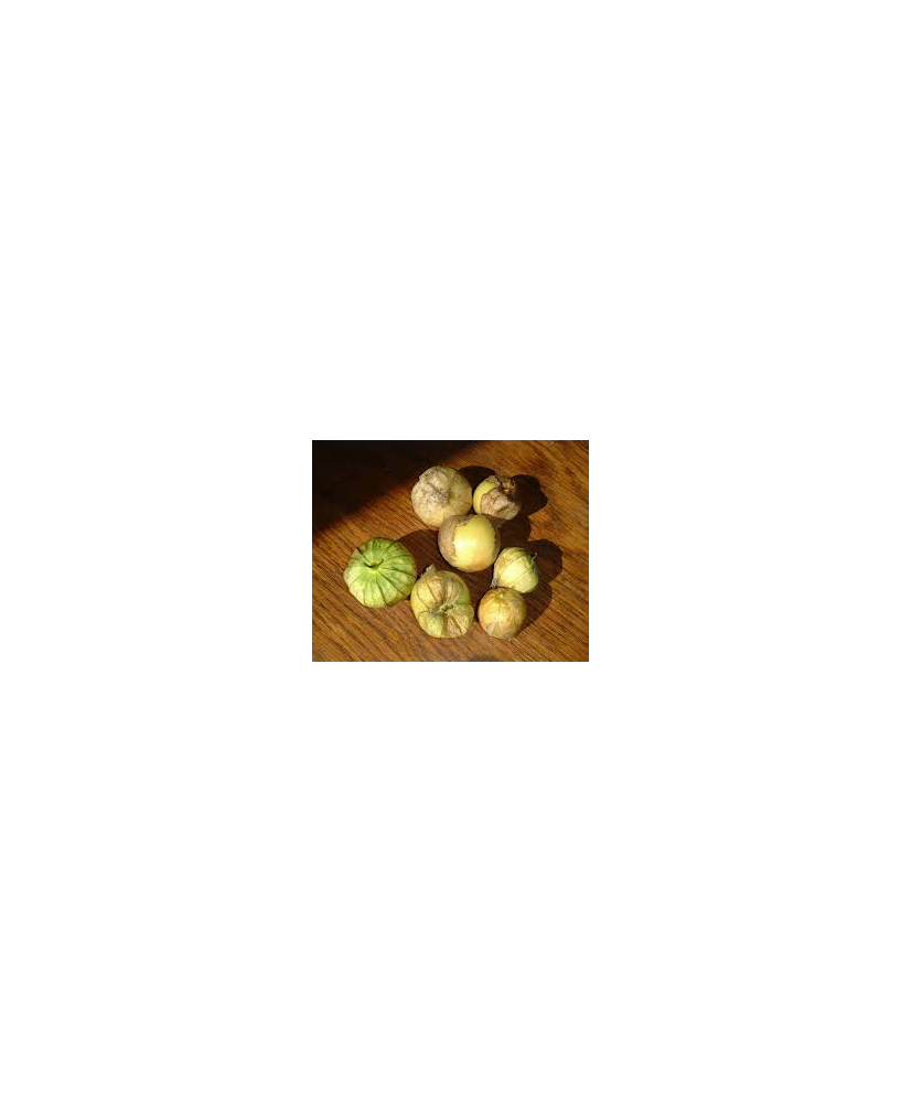 Alquequenje Tomatillo