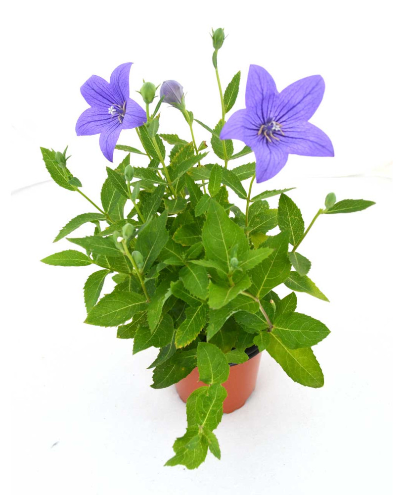 Platicodon azul