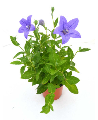 Platicodon azul