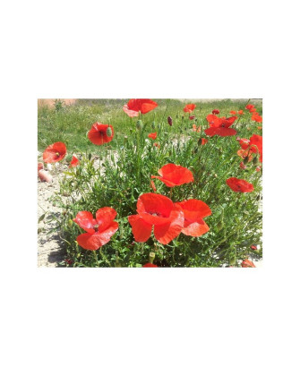 Amapola