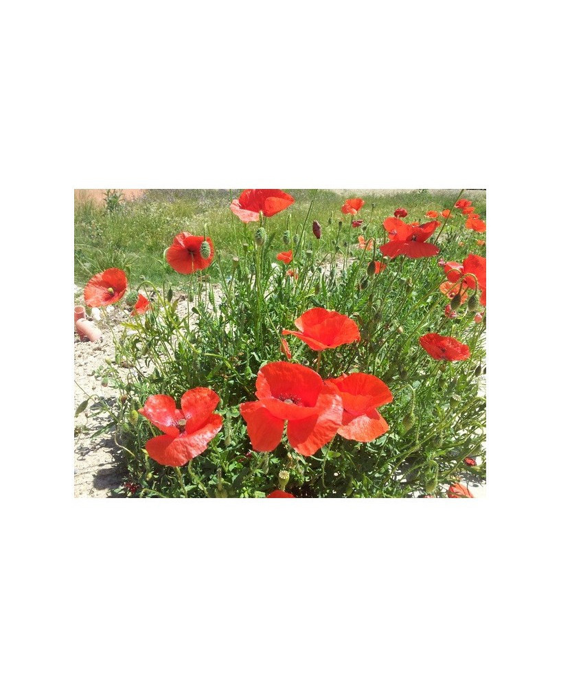 Amapola