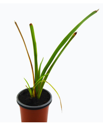 Planta hacer cuerdas
