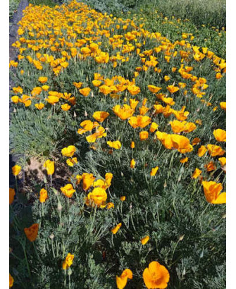 Amapola de California