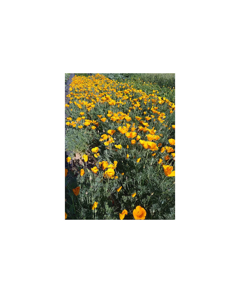 Amapola de California