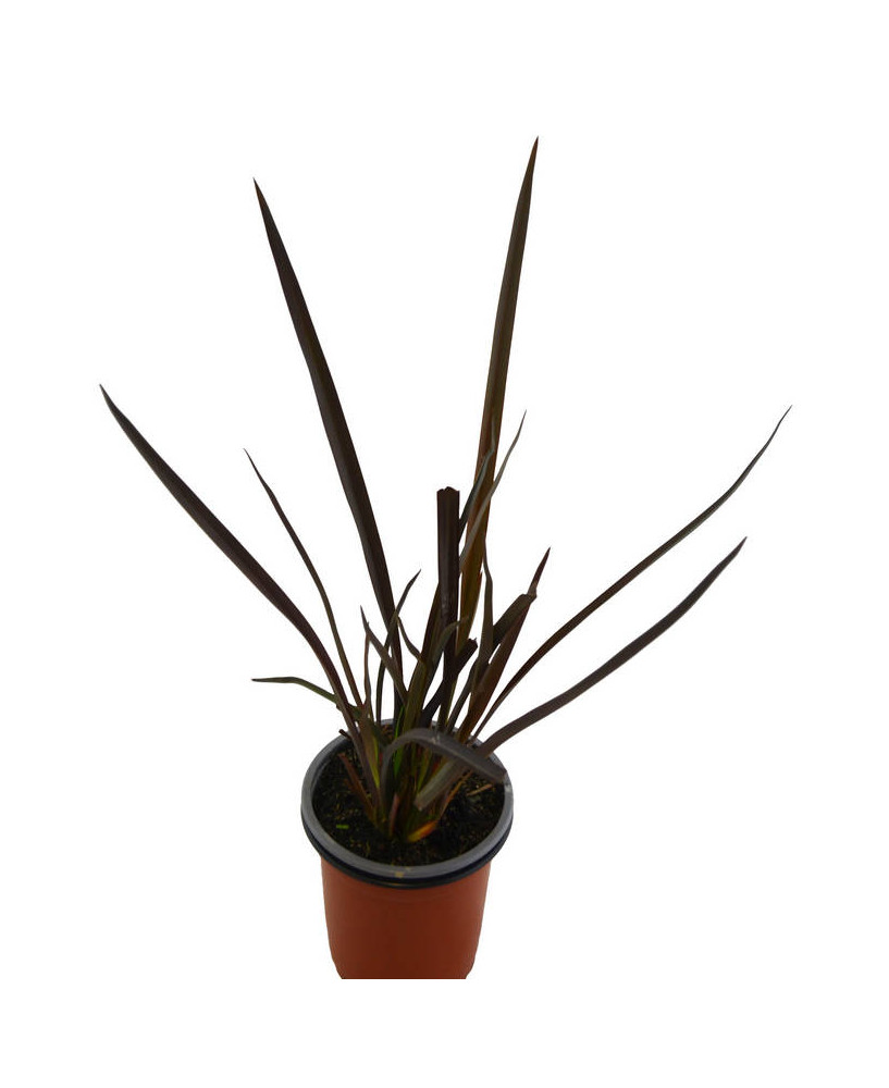 Planta hacer cuerdas roja