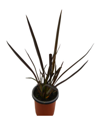 Planta hacer cuerdas roja