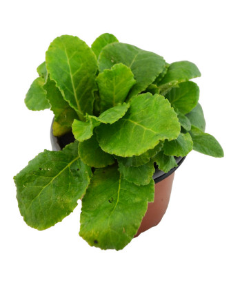Prímula vulgaris